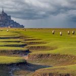 Troupeau de brebis de la baie du Mont-Saint-Michel