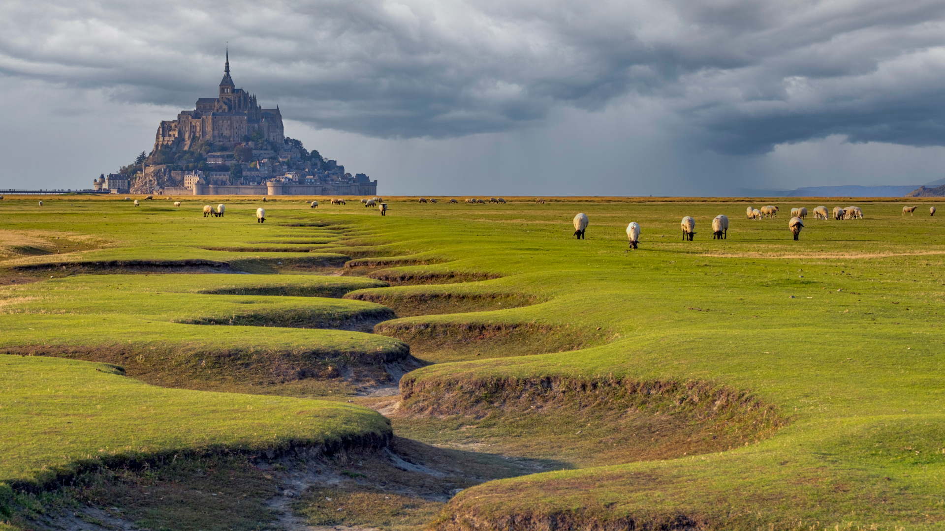 Troupeau de brebis de la baie du Mont-Saint-Michel