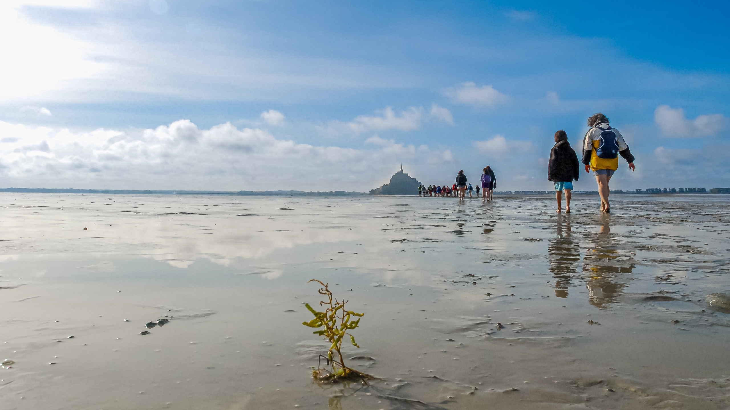 Troupeau de brebis de la baie du Mont-Saint-Michel